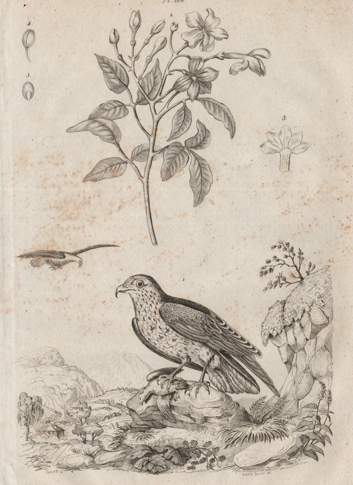 INDRE. Jean Leblanc (Short-toed Snake Eagle). Jasmin (Jasmine) 1834 old print